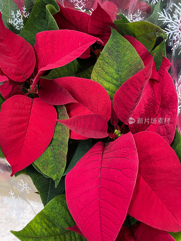 一品红(Euphorbia pulcherrima)全帧图像，红色苞片，高视野，聚焦前景